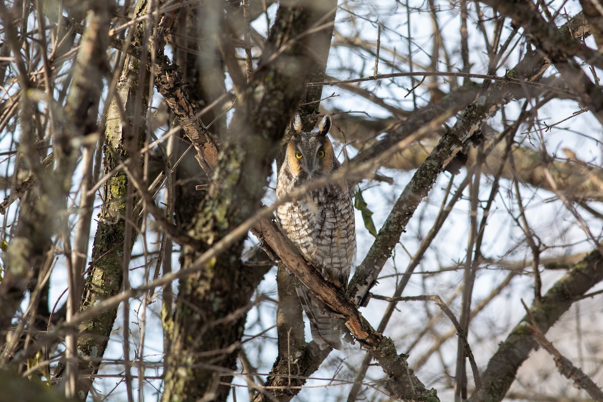 Long-eared Owl - ML647624345