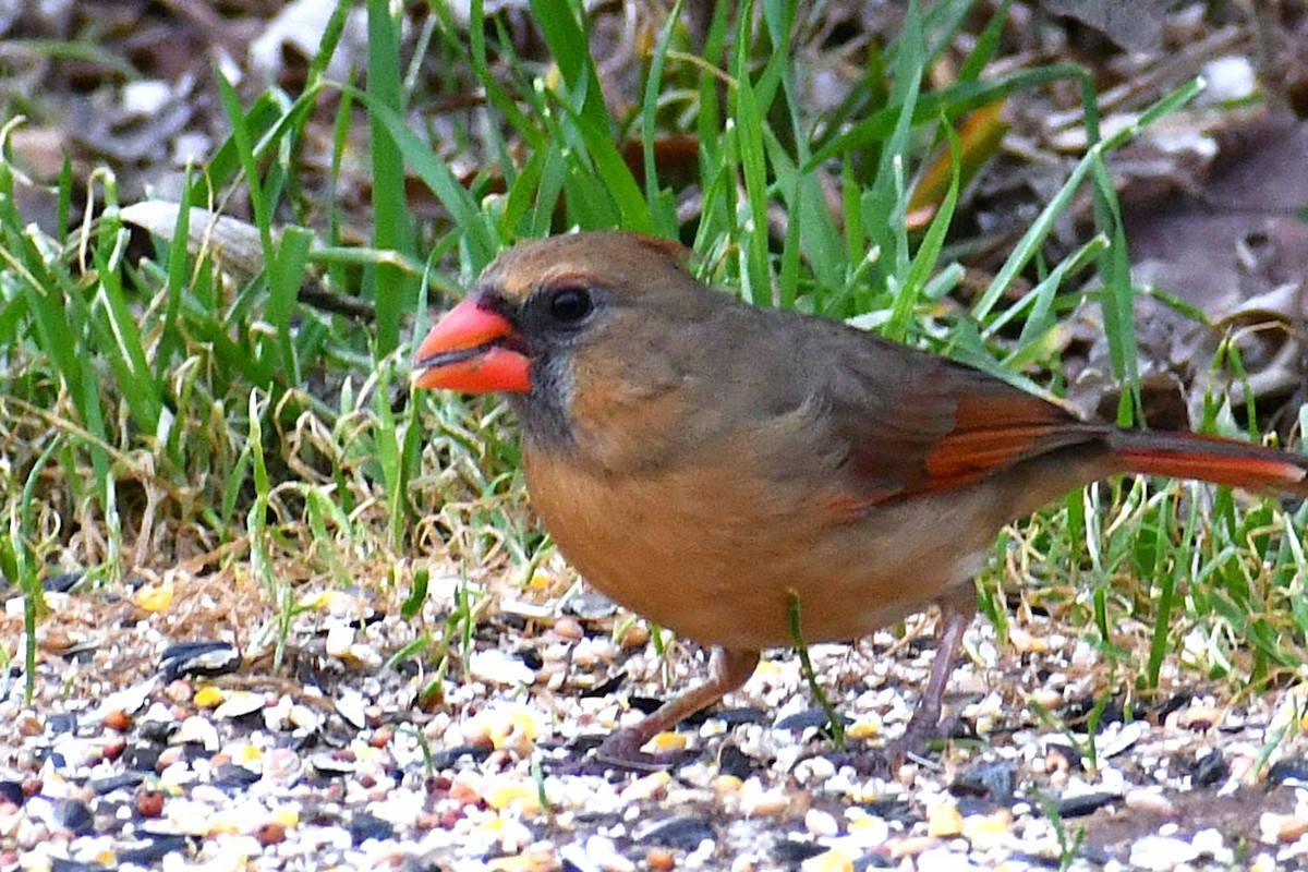 Northern Cardinal - ML647624350