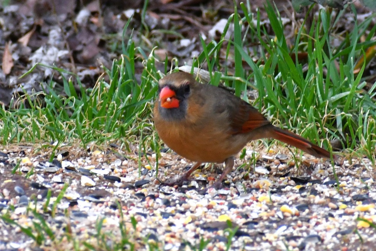Northern Cardinal - ML647624351