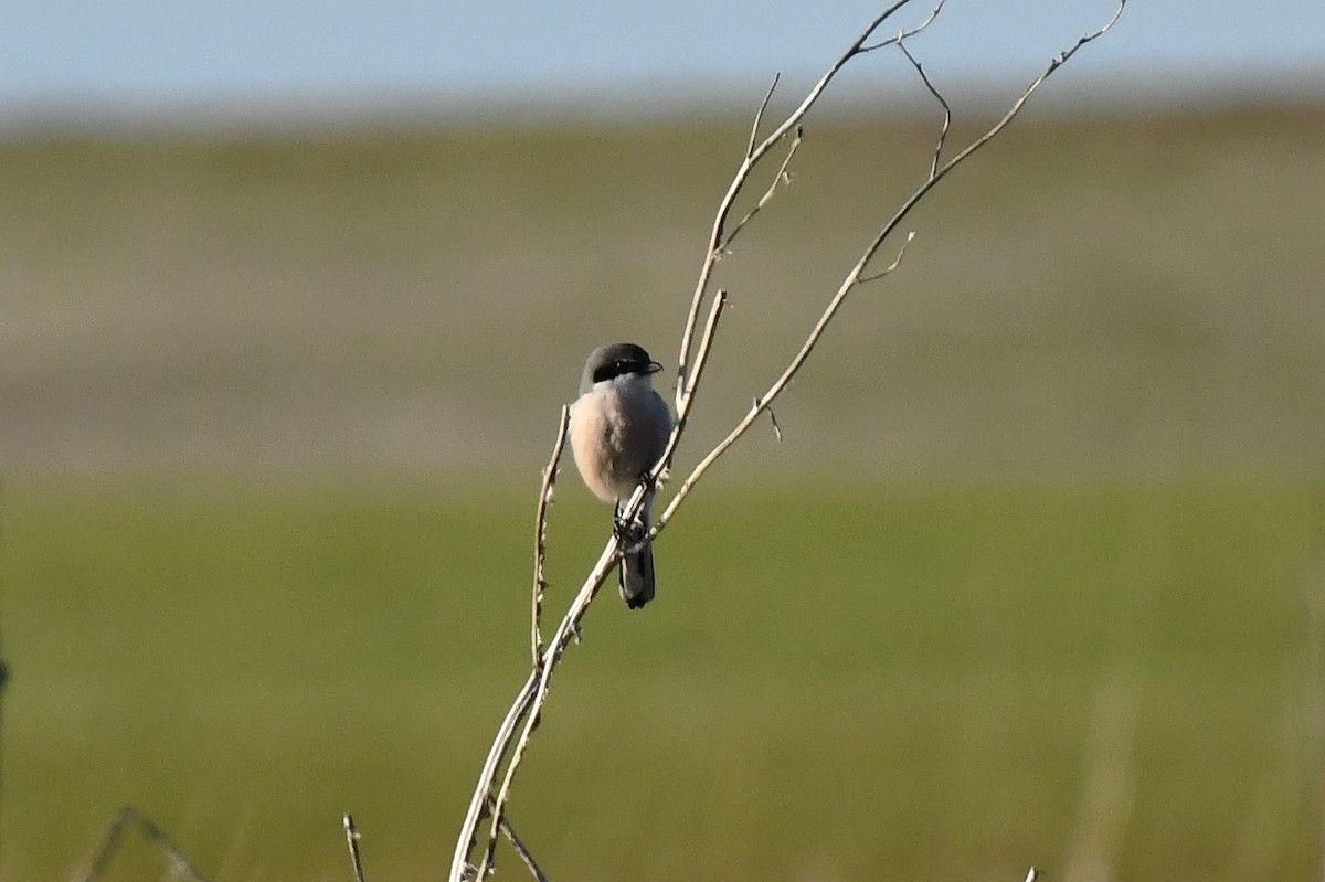 Iberian Gray Shrike - ML647624354