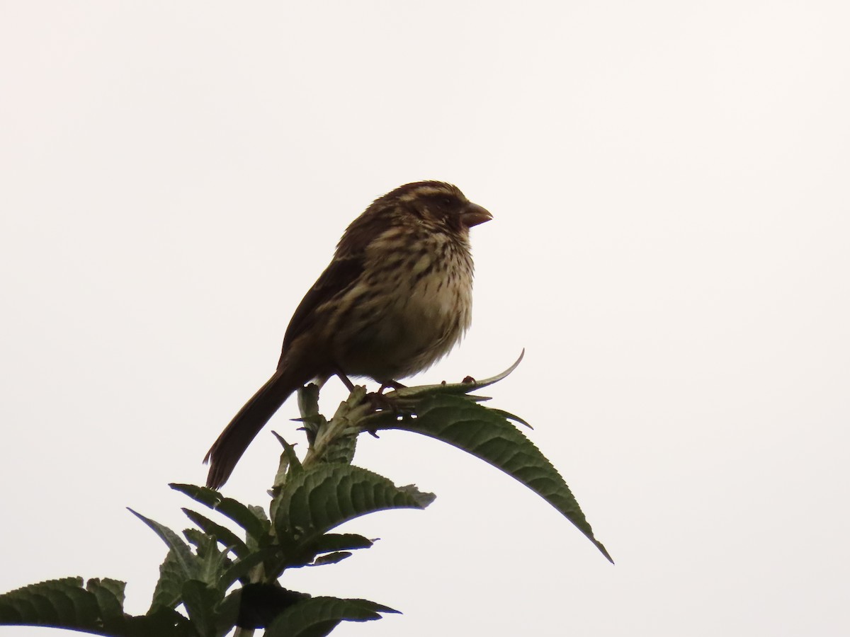 Streaky Seedeater - ML647624355