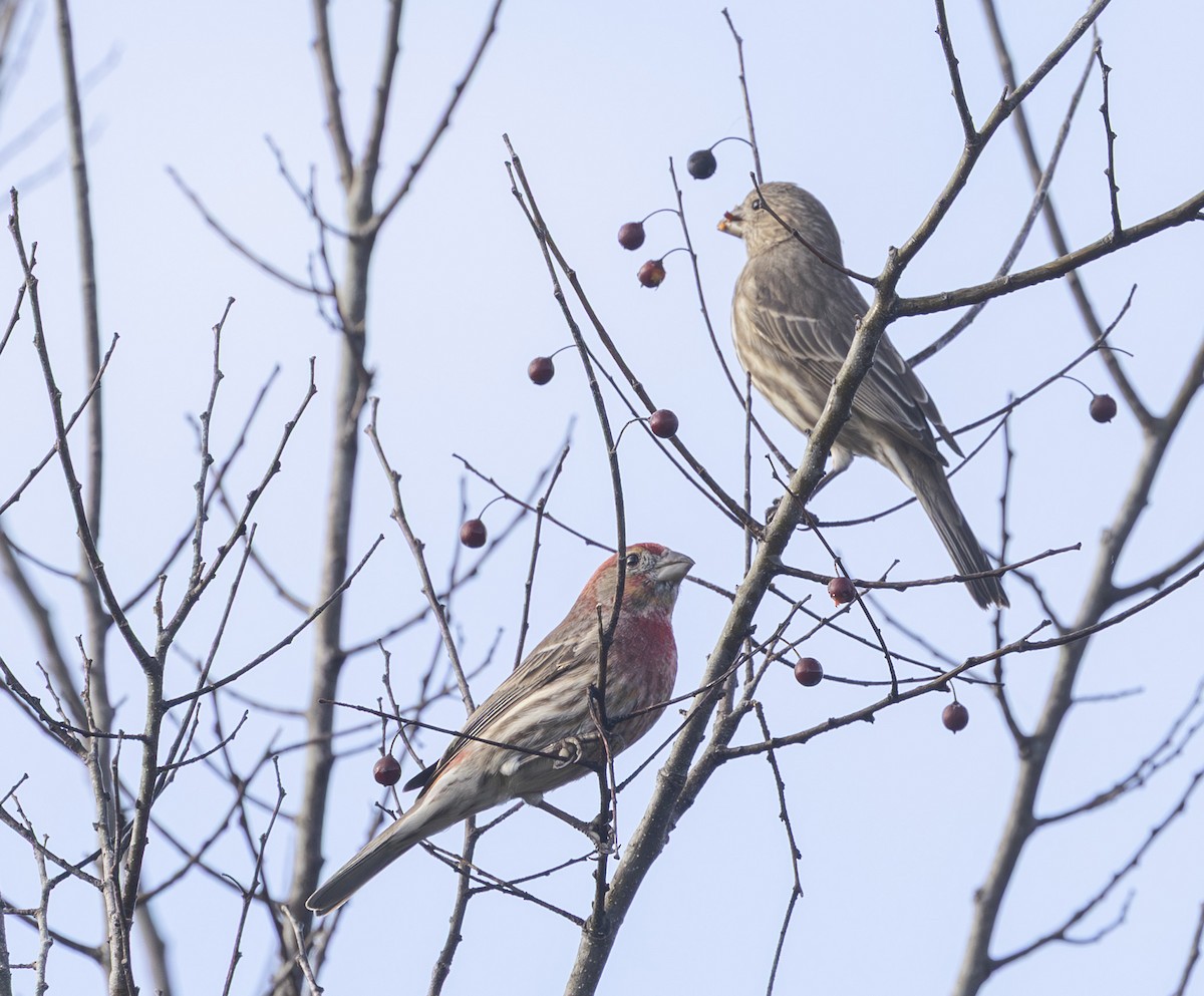 House Finch - ML647624356