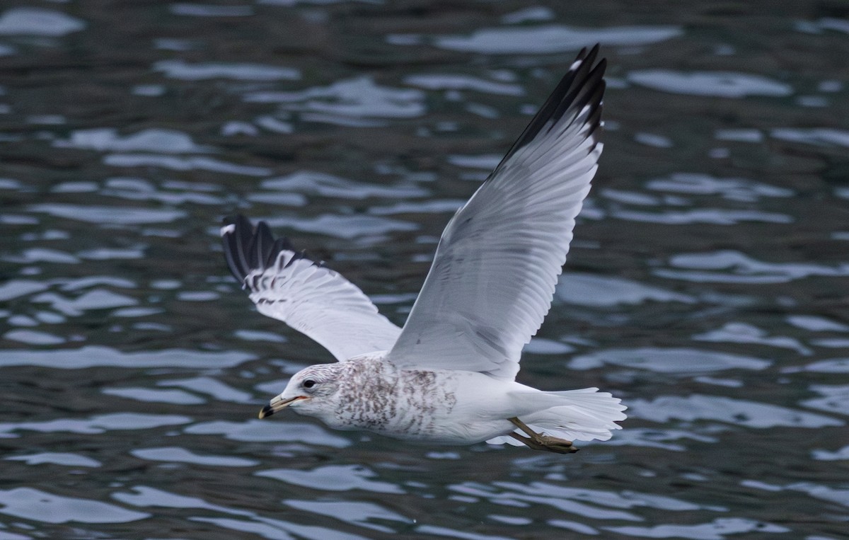 Ring-billed Gull - ML647624357