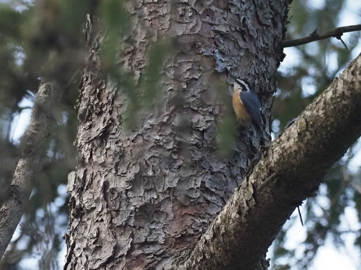 Red-breasted Nuthatch - ML647624358