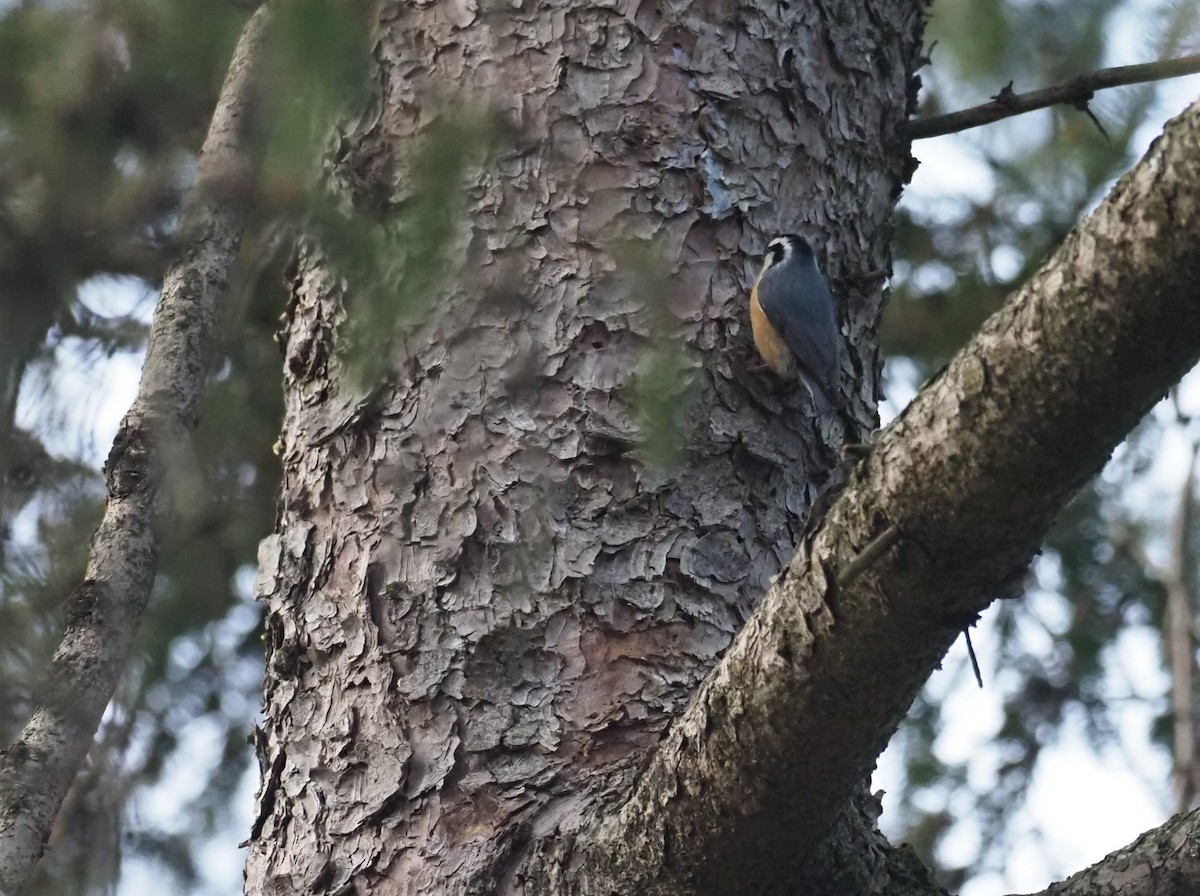Red-breasted Nuthatch - ML647624359