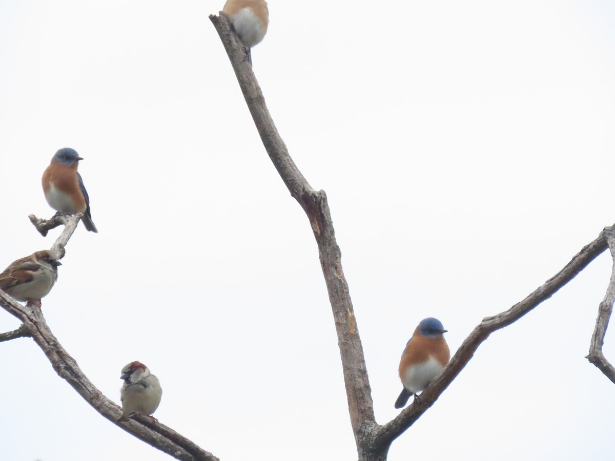 Eastern Bluebird - ML647624360
