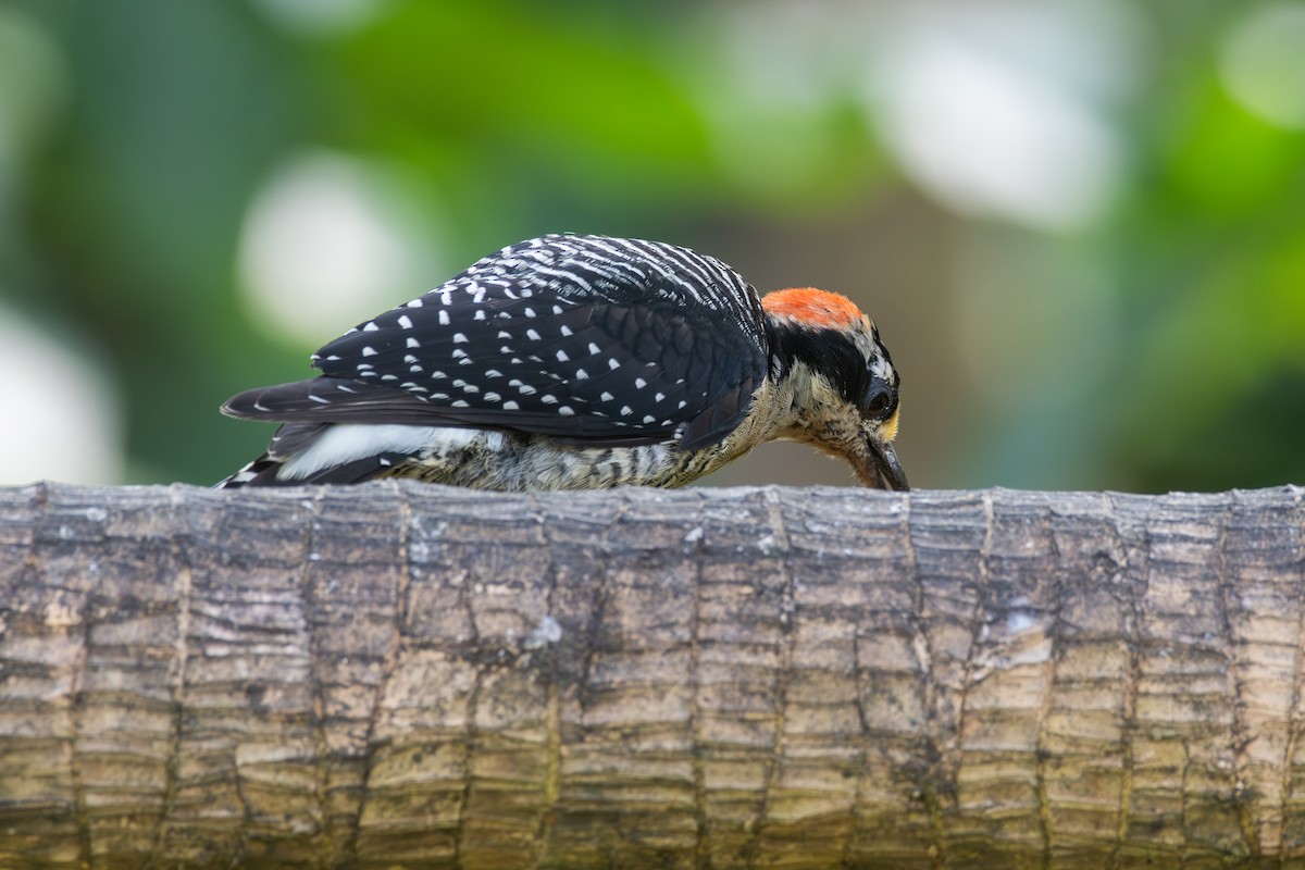 Black-cheeked Woodpecker - ML647624361