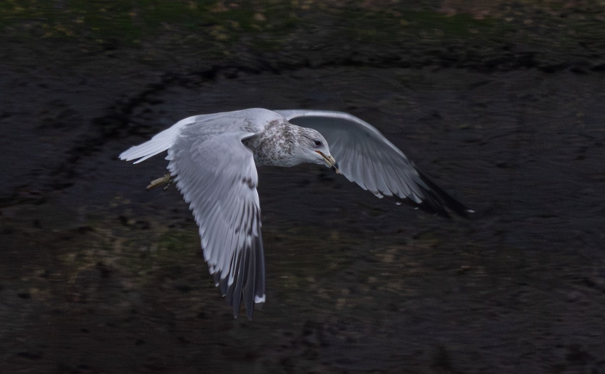 Ring-billed Gull - ML647624362