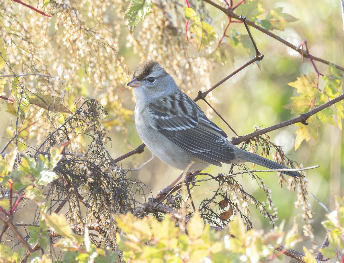 White-crowned Sparrow - ML647624363