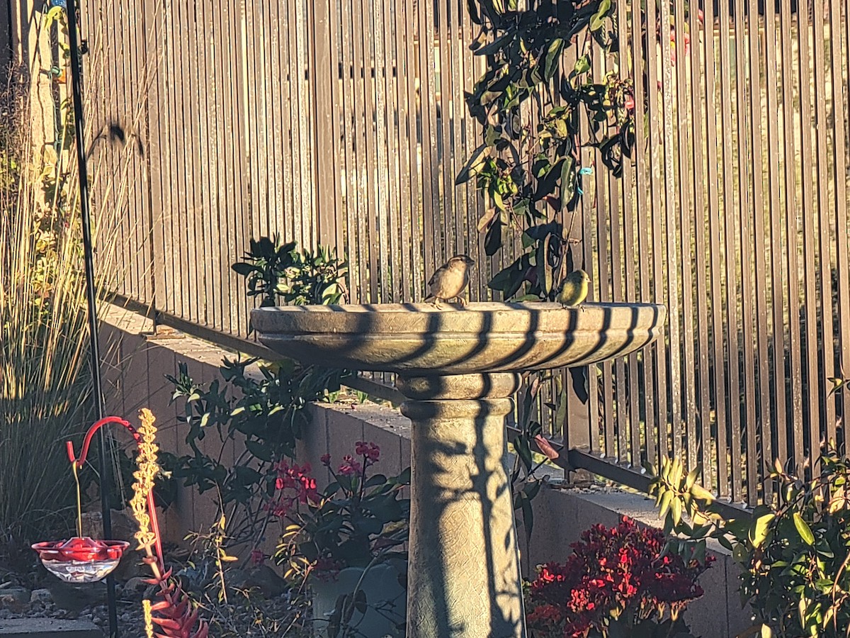 House Sparrow - ML647624364