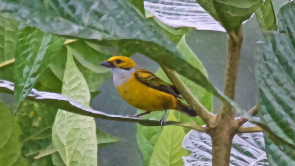 Silver-throated Tanager - ML647624365