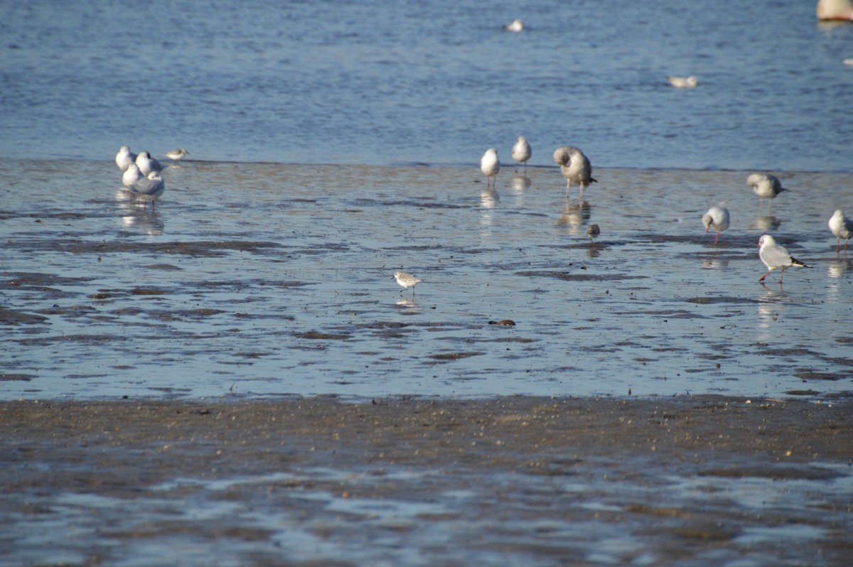 Sanderling - ML647624367