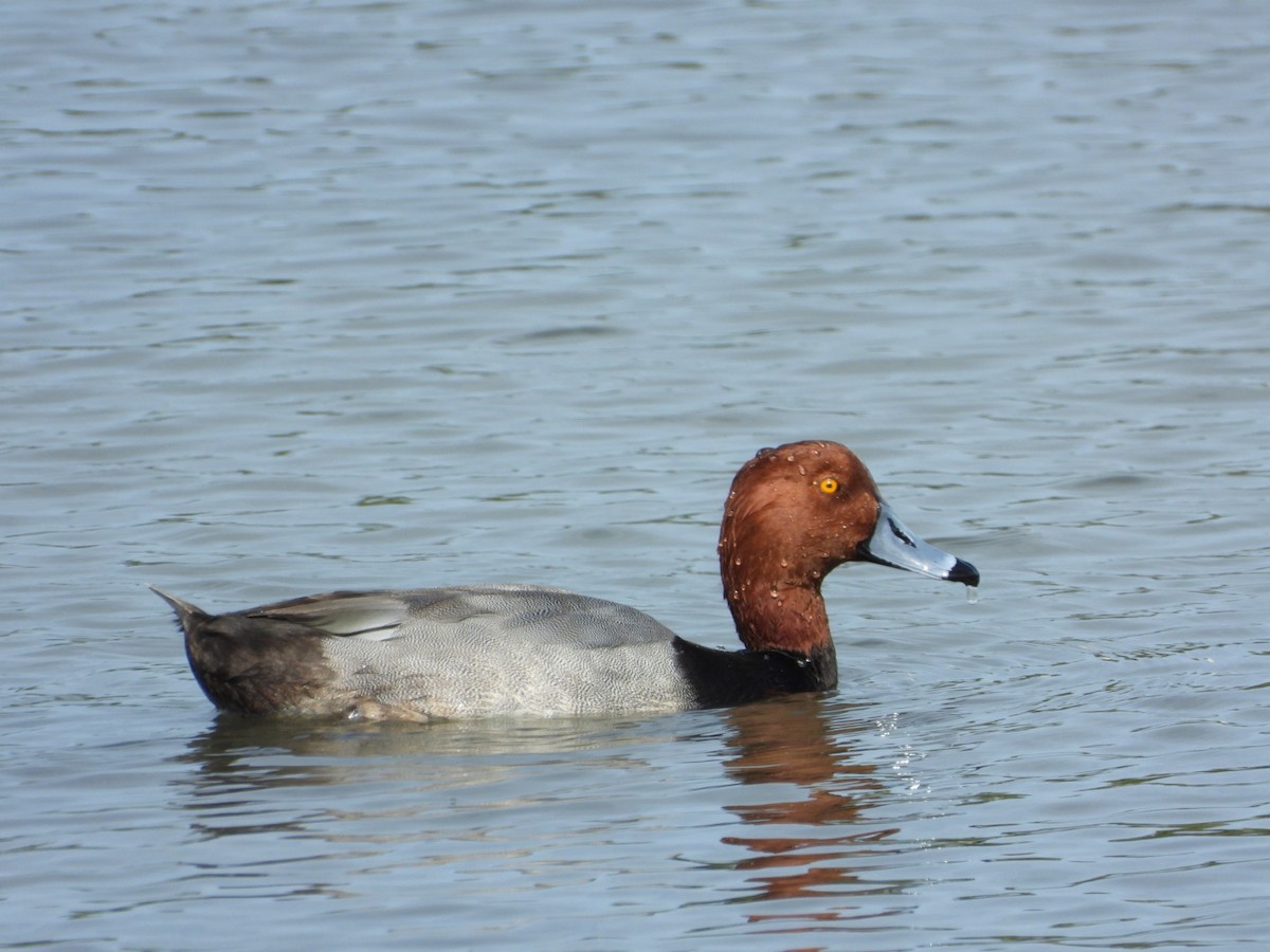 Redhead - ML647624369