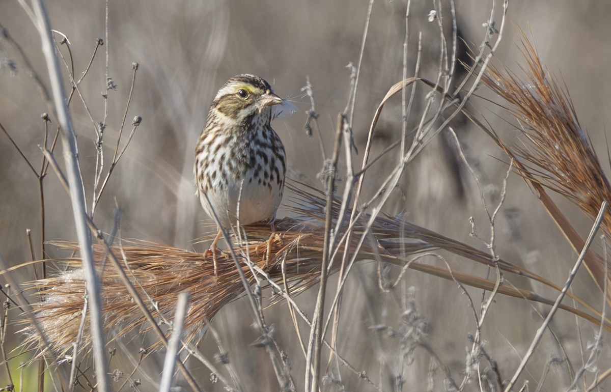 Savannah Sparrow - ML647624374