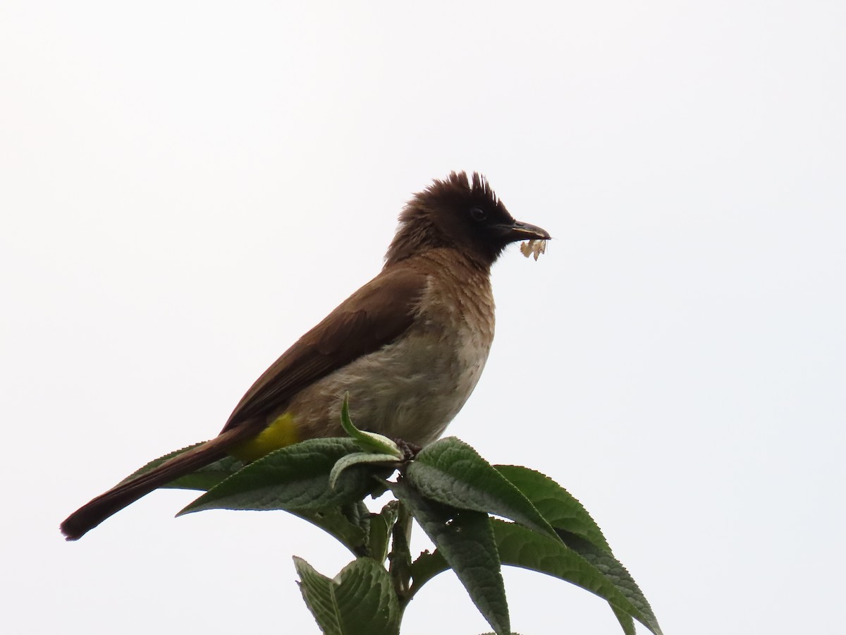 Common Bulbul - ML647624377