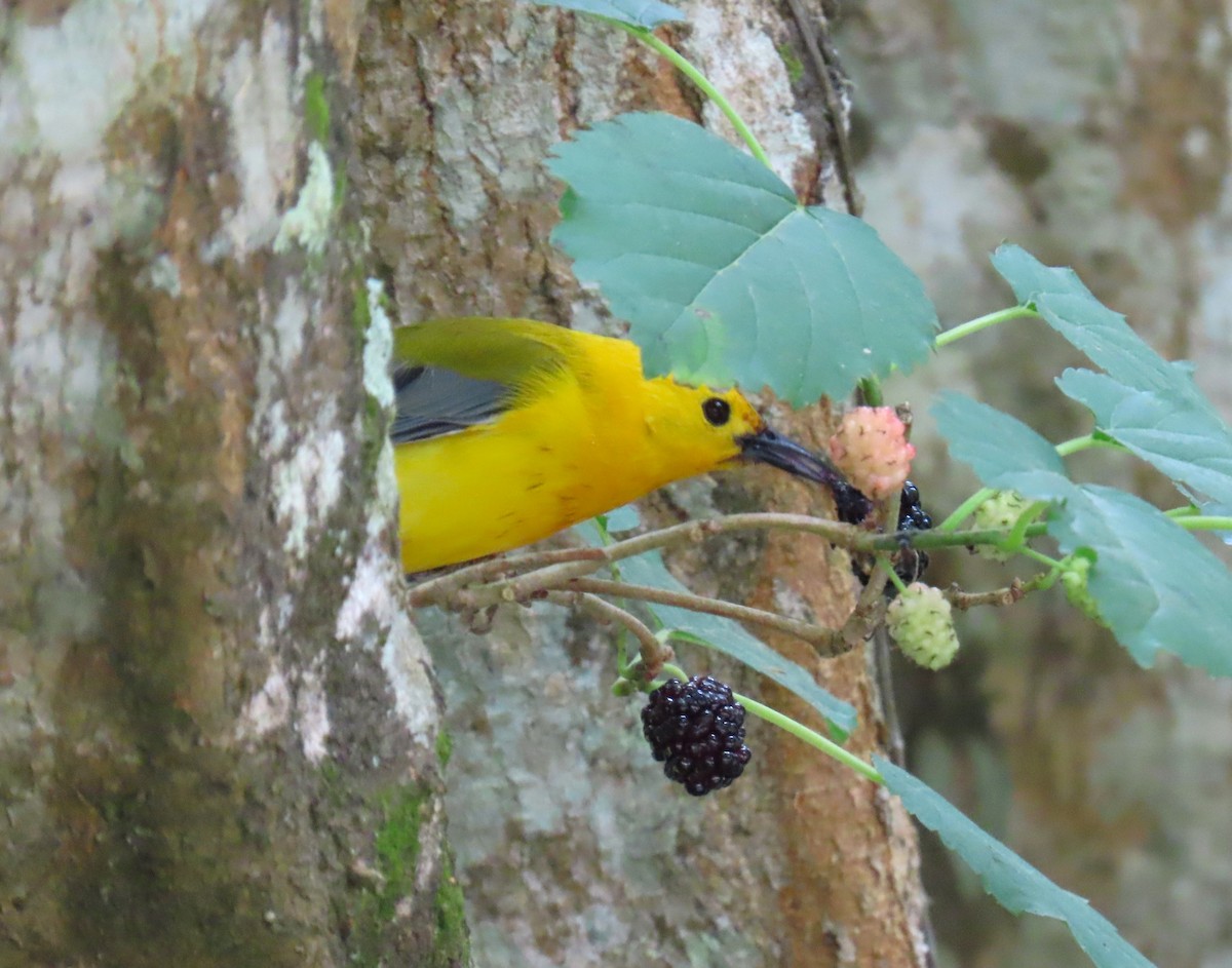Prothonotary Warbler - ML647624378