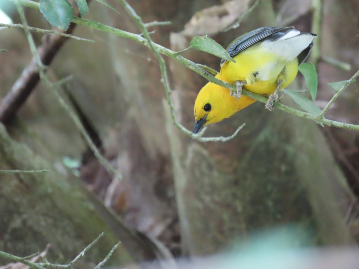 Prothonotary Warbler - ML647624379