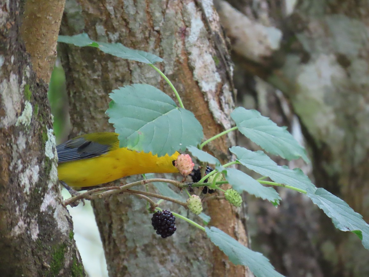 Prothonotary Warbler - ML647624380