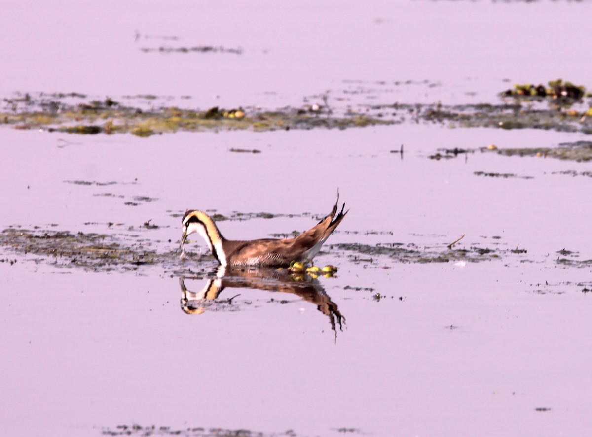 Jacana à longue queue - ML647624412