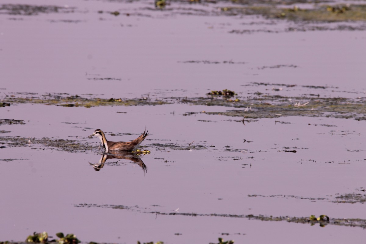 Jacana à longue queue - ML647624413