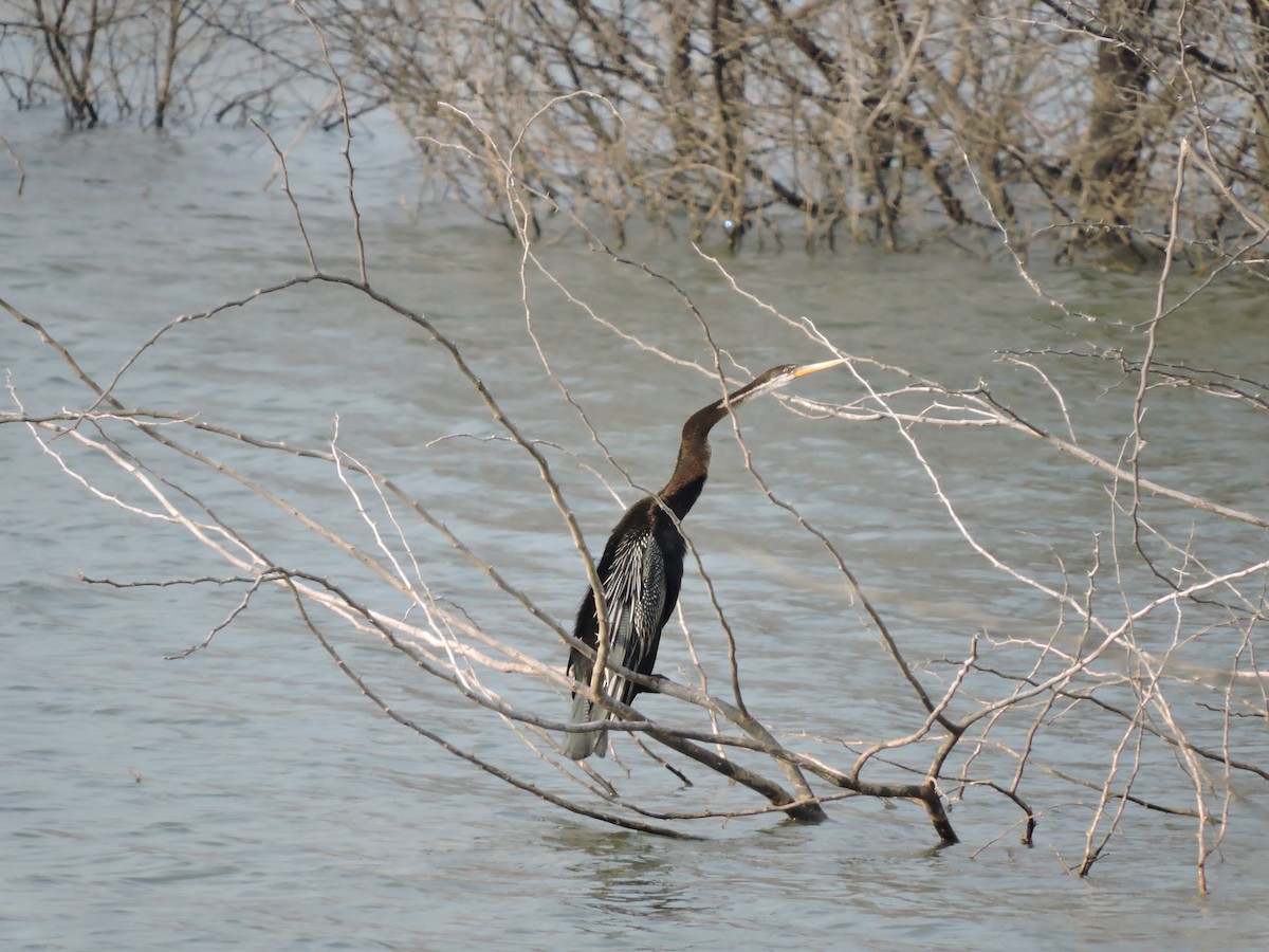 Oriental Darter - ML647624422