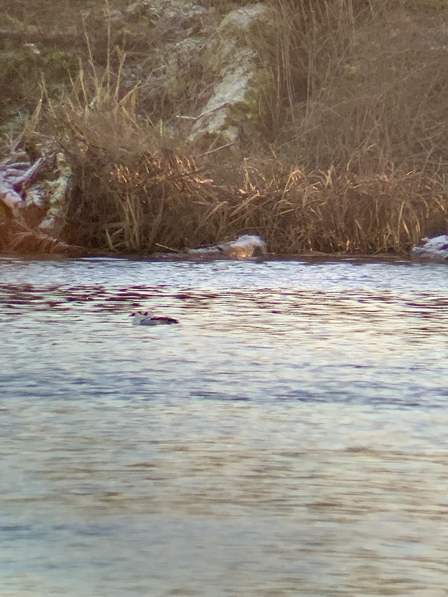 מרגון גמדי - ML647624442