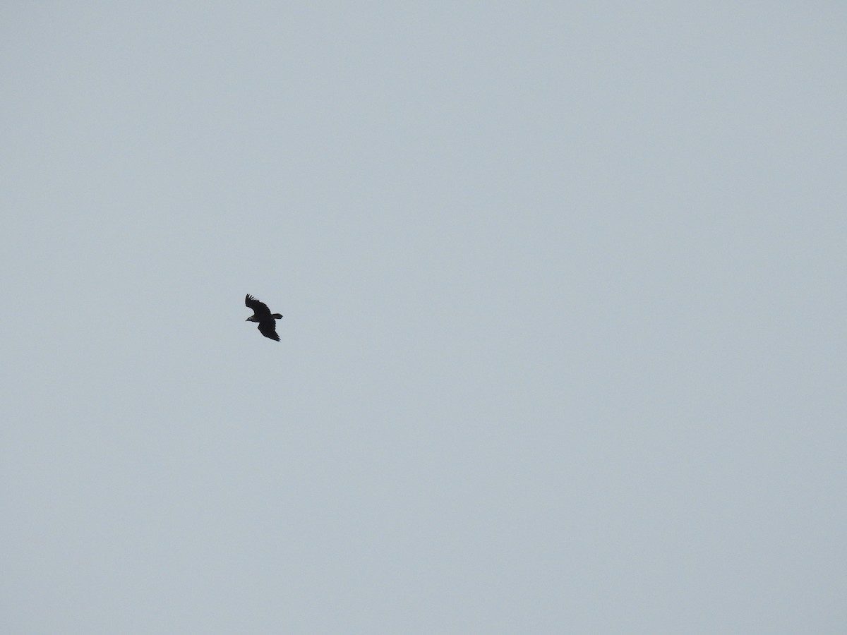 Buitre Negro - ML647624490