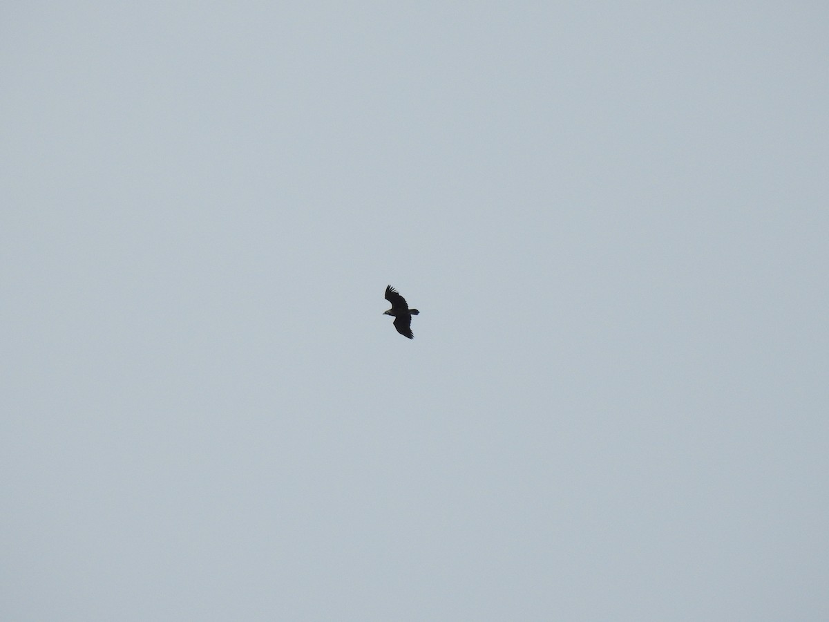 Buitre Negro - ML647624491