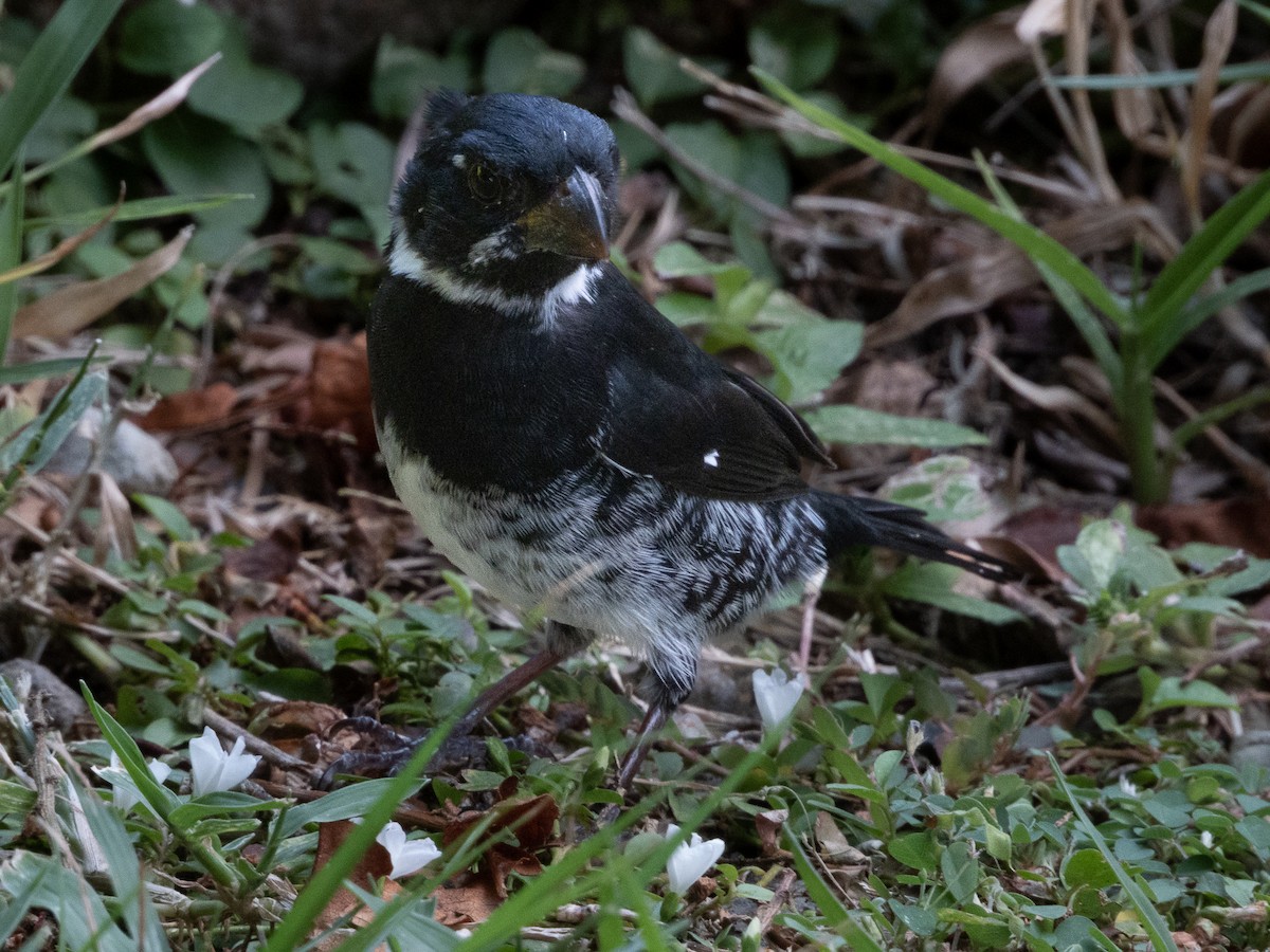 Variable Seedeater - ML647624519