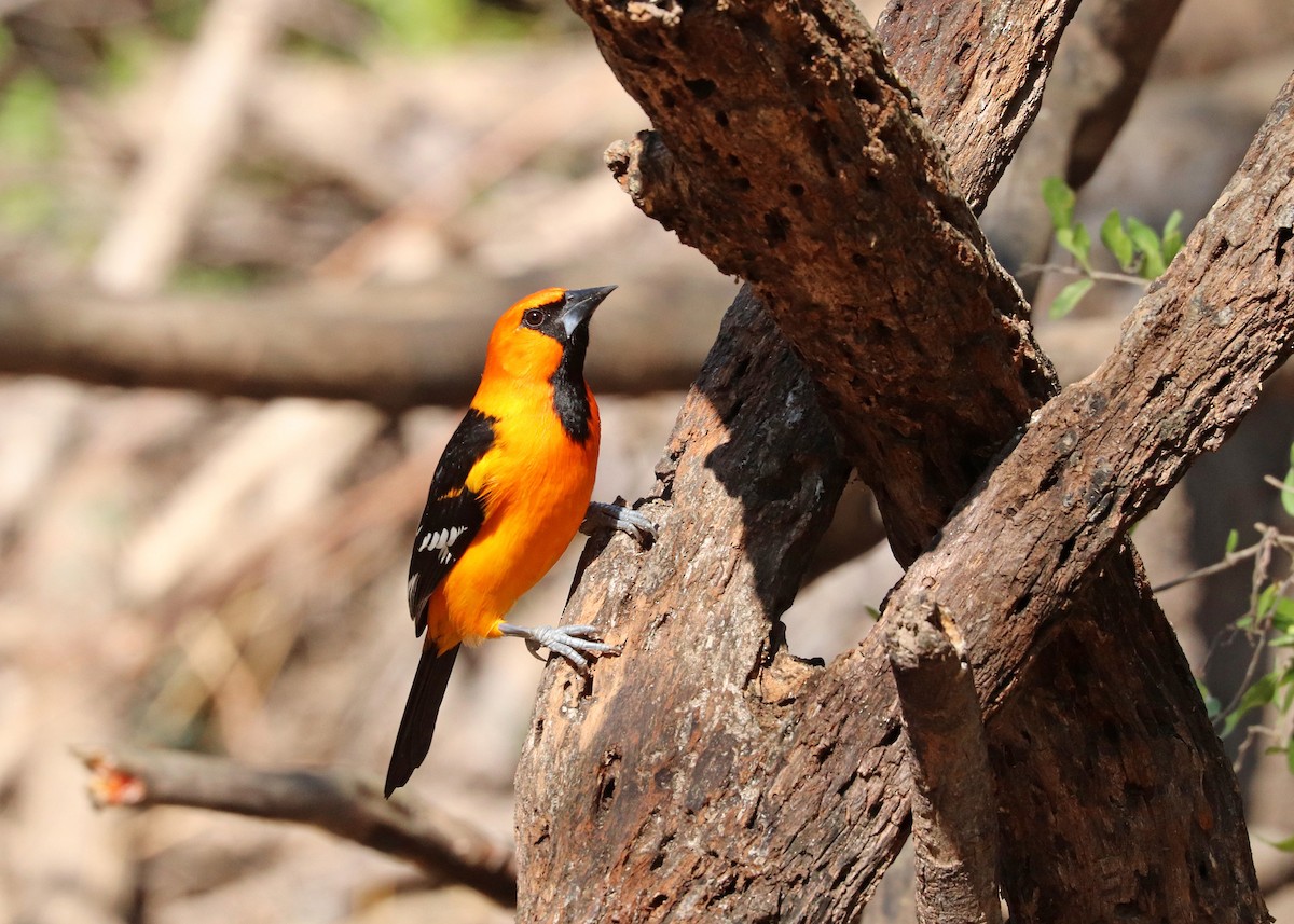 Altamira Oriole - ML647624531