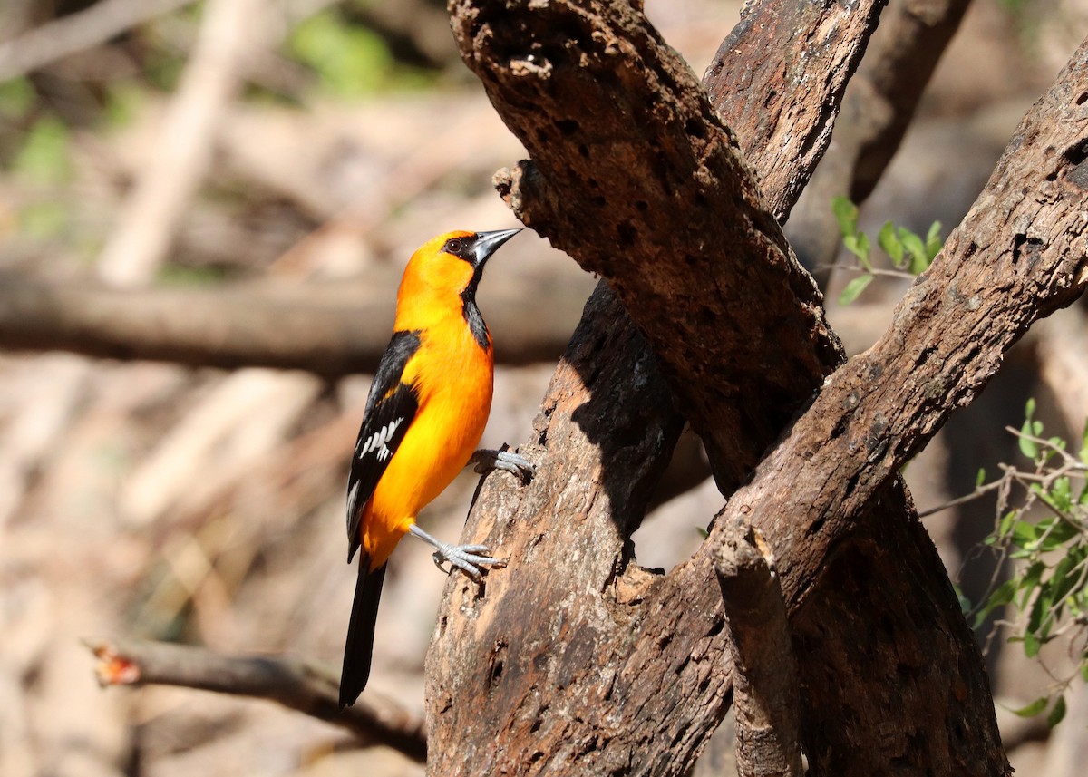 Altamira Oriole - ML647624532