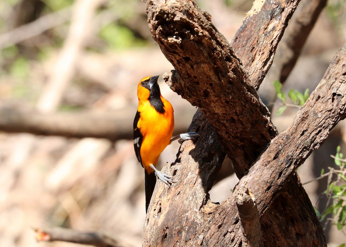 Altamira Oriole - ML647624534