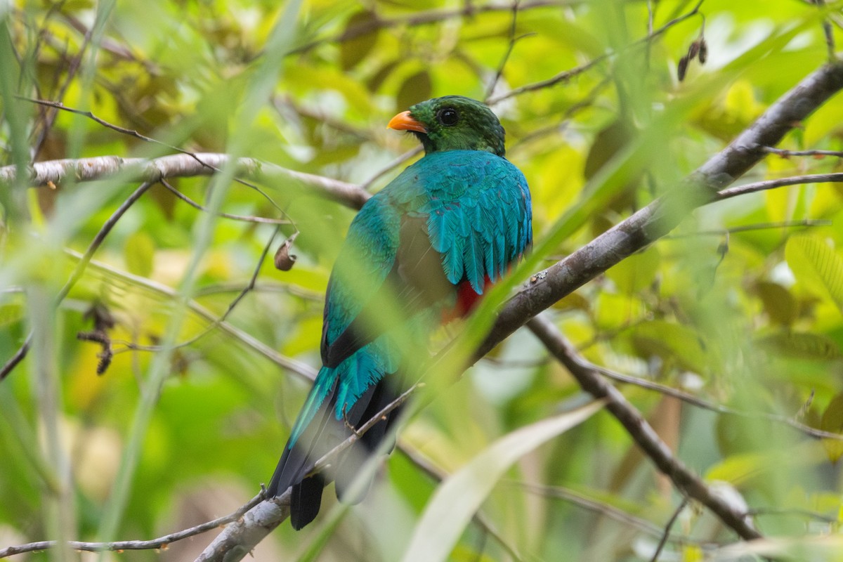 Quetzal doré - ML647624550