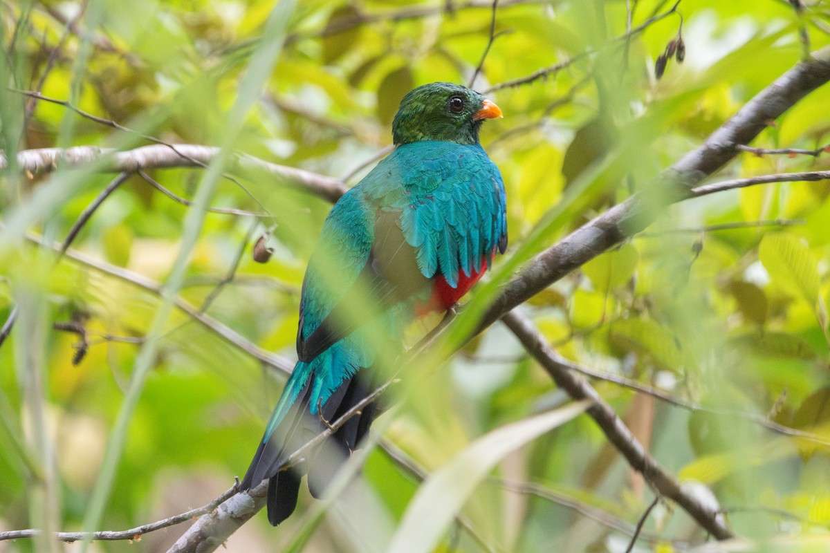 Quetzal doré - ML647624551