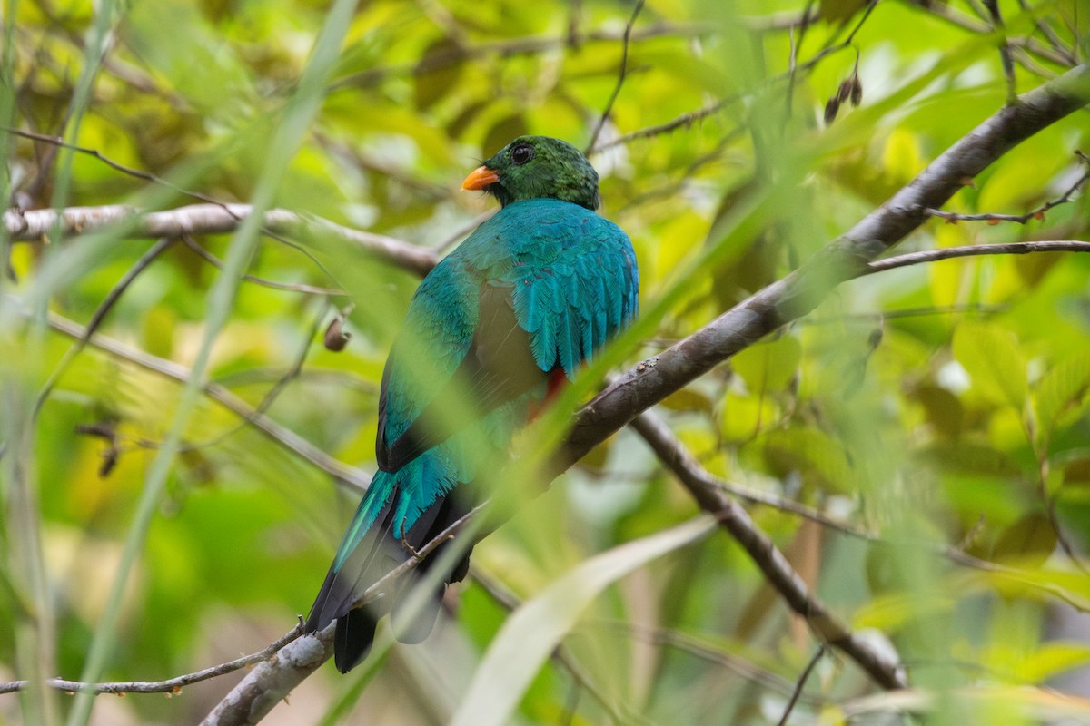 Quetzal doré - ML647624552