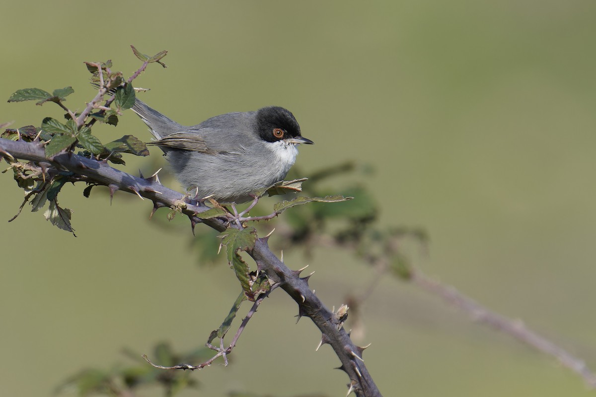 Sardinian Warbler - ML647624561