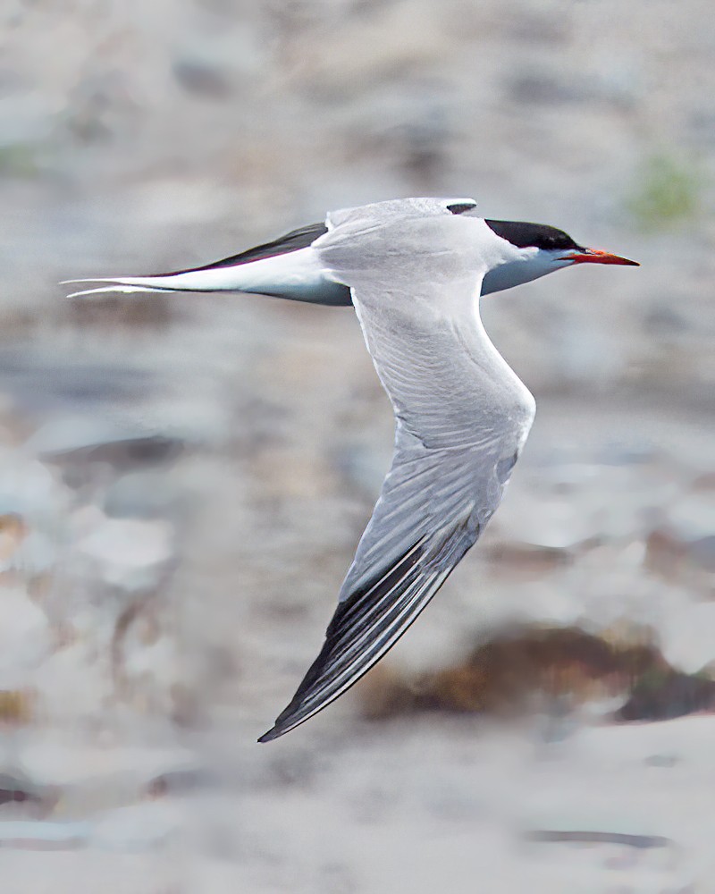 Common Tern - ML647624570