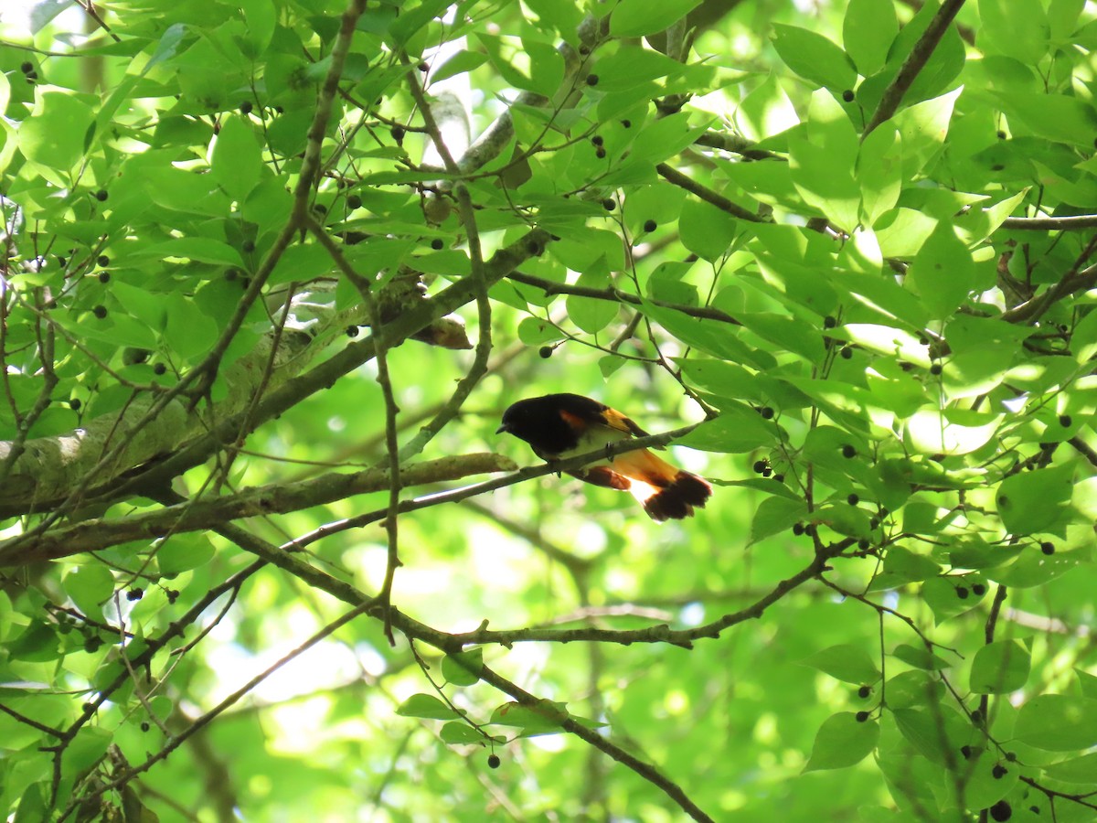 Kızıl Kuyruklu Ötleğen - ML647624610