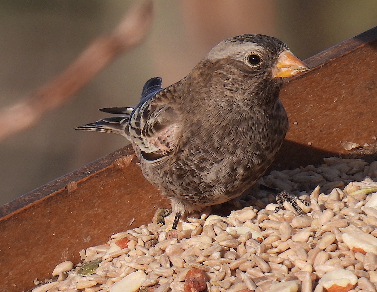 Black Rosy-Finch - ML647624644