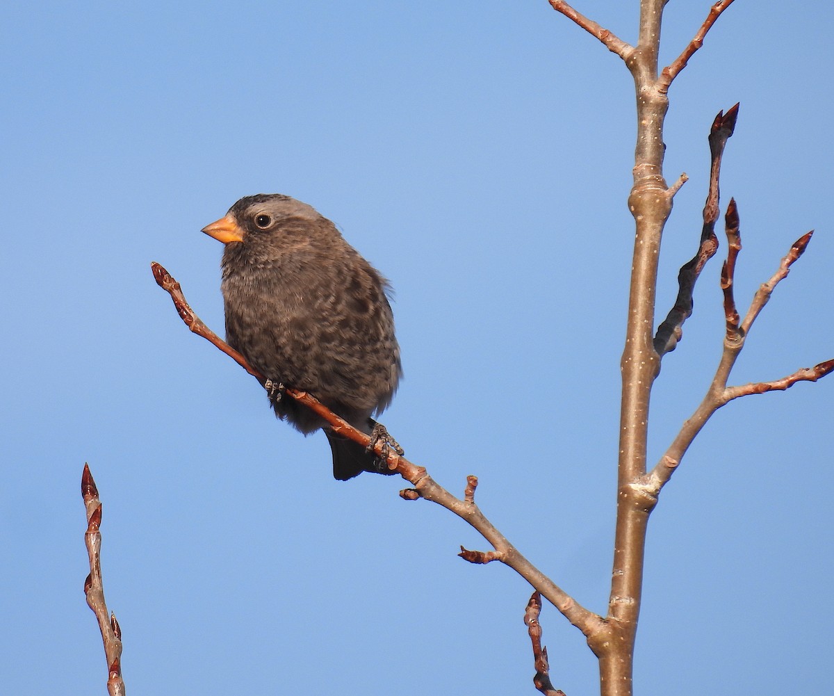 Black Rosy-Finch - ML647624645