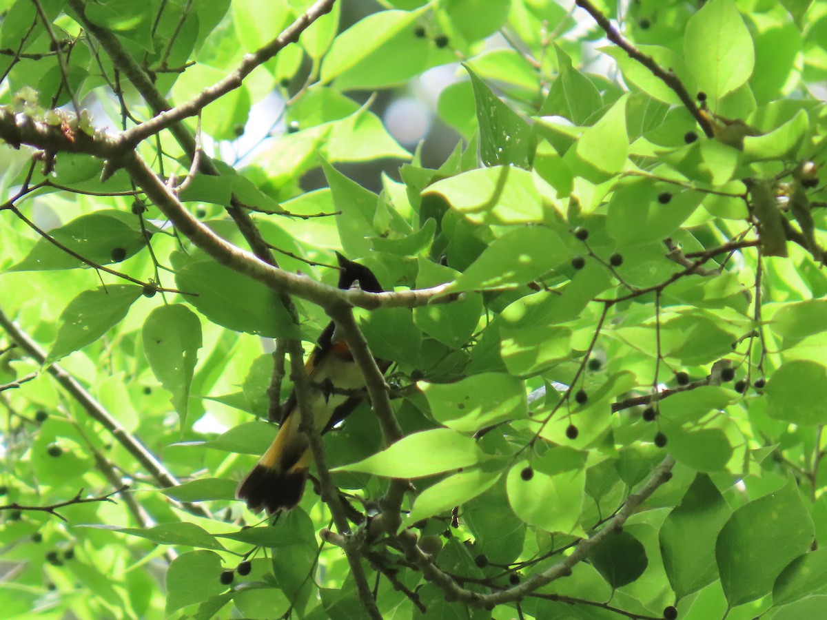 Kızıl Kuyruklu Ötleğen - ML647624650