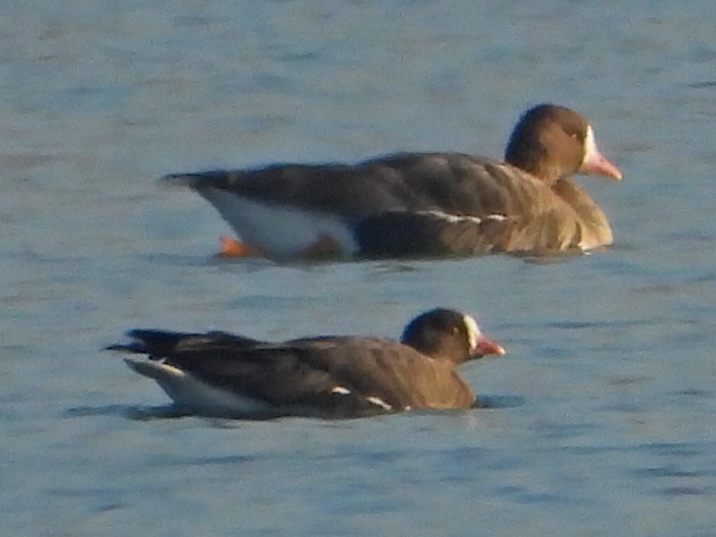 Küçük Sakarca - ML647624674