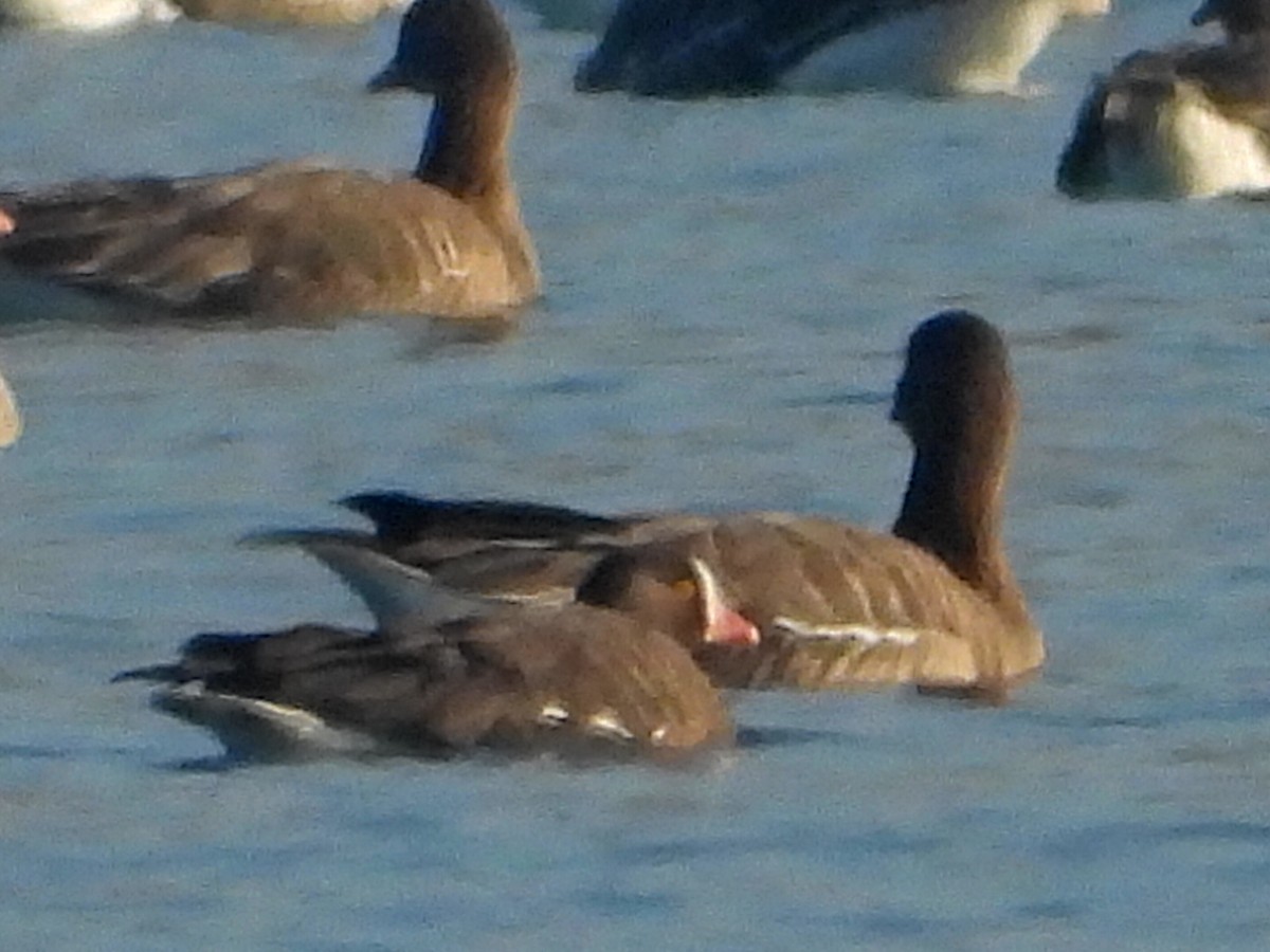 Küçük Sakarca - ML647624675