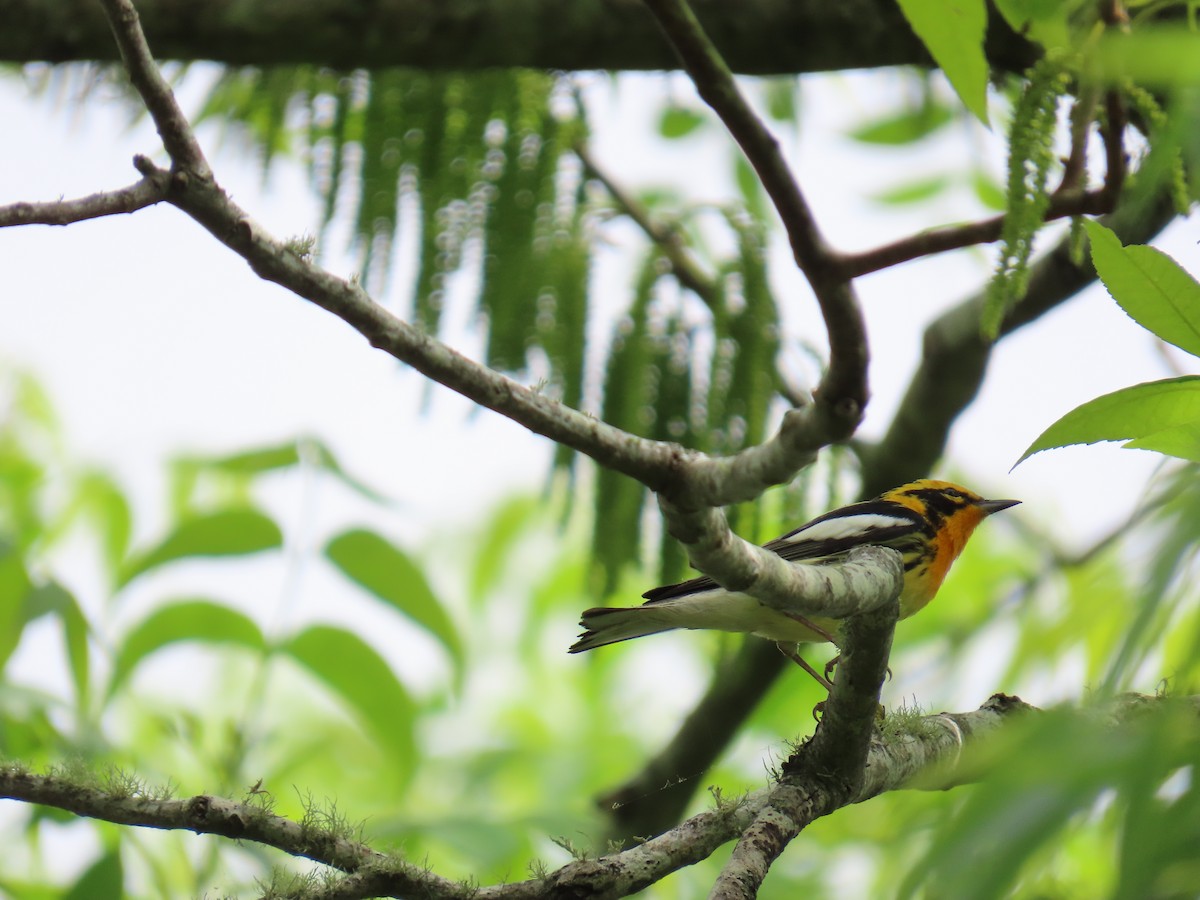 Blackburnian Warbler - ML647624721