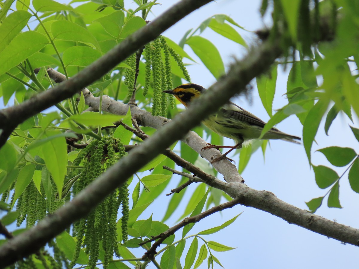 Blackburnian Warbler - ML647624723