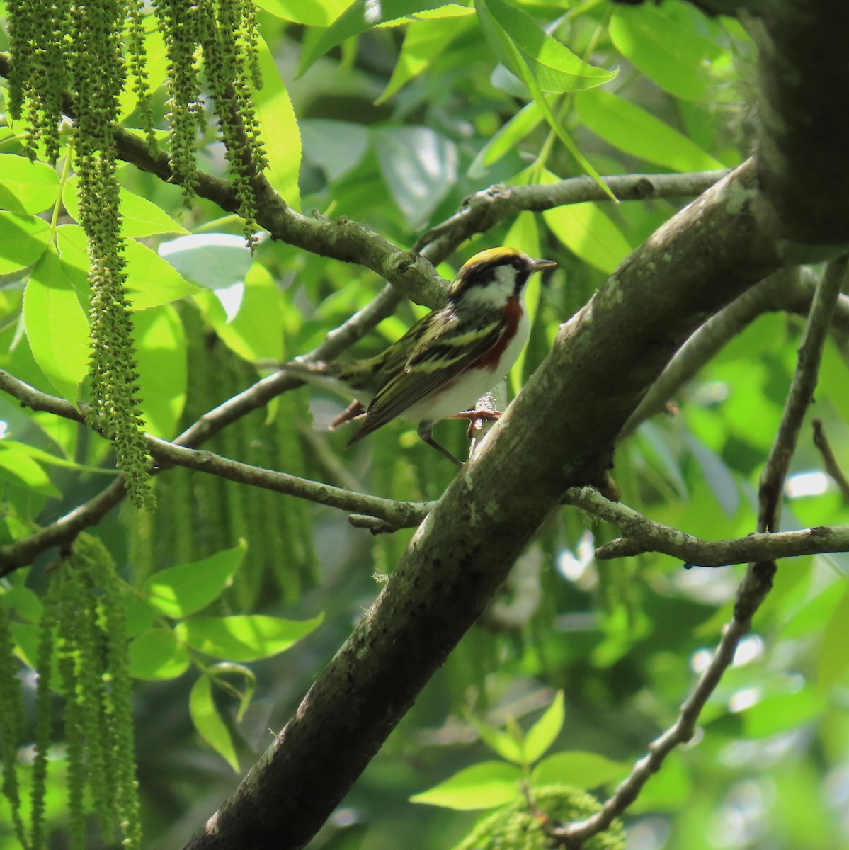 brunsideparula - ML647624749