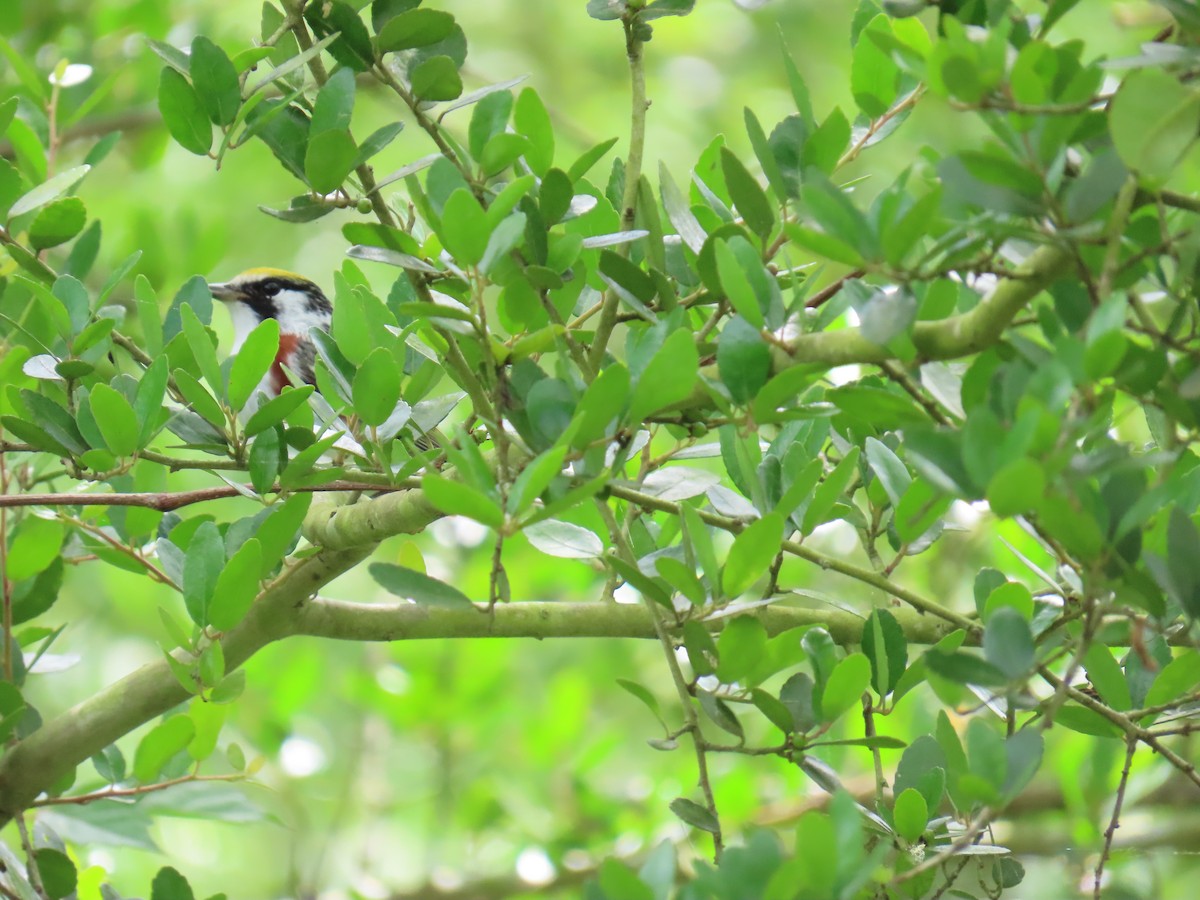 brunsideparula - ML647624755