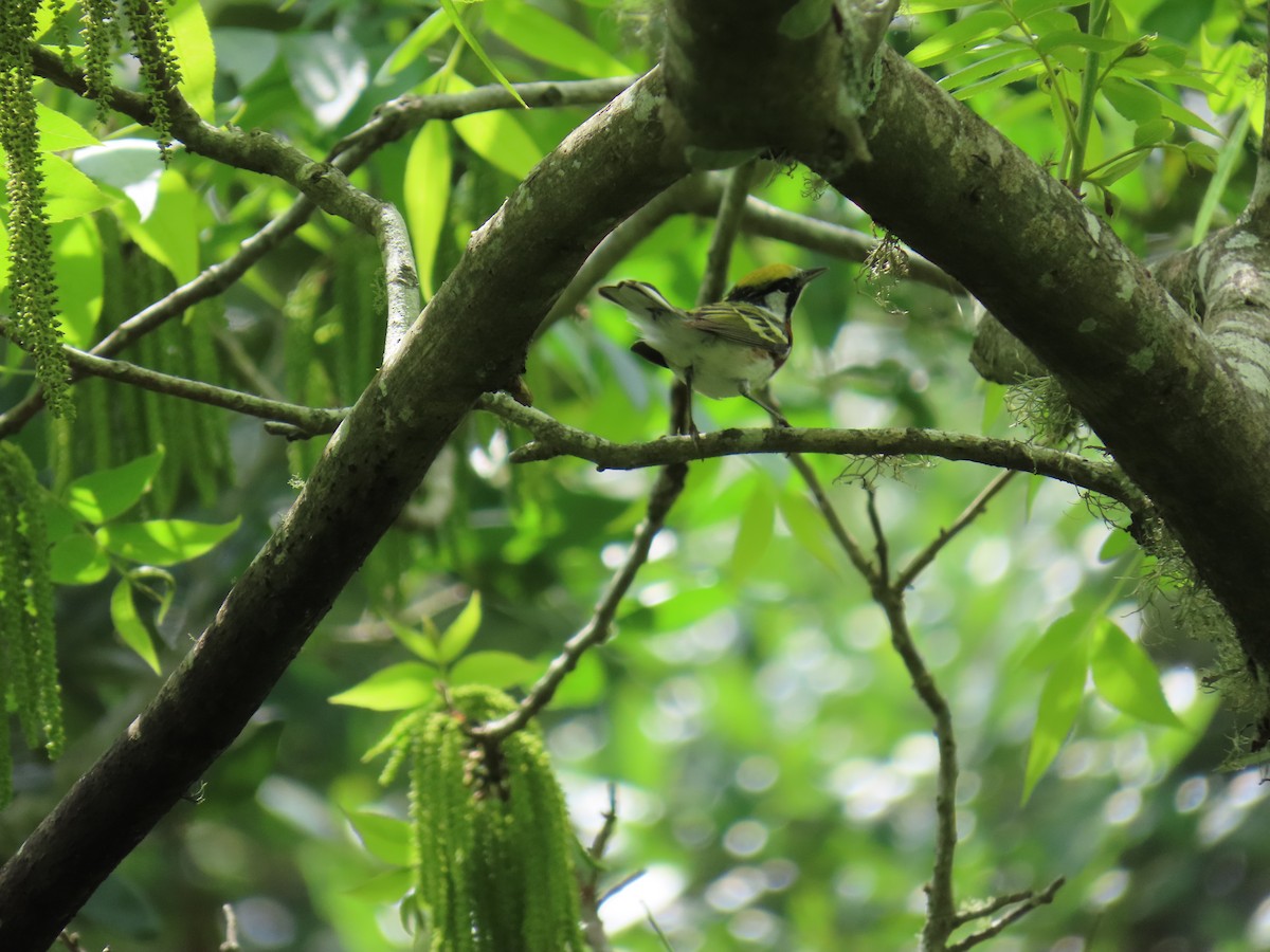 brunsideparula - ML647624771