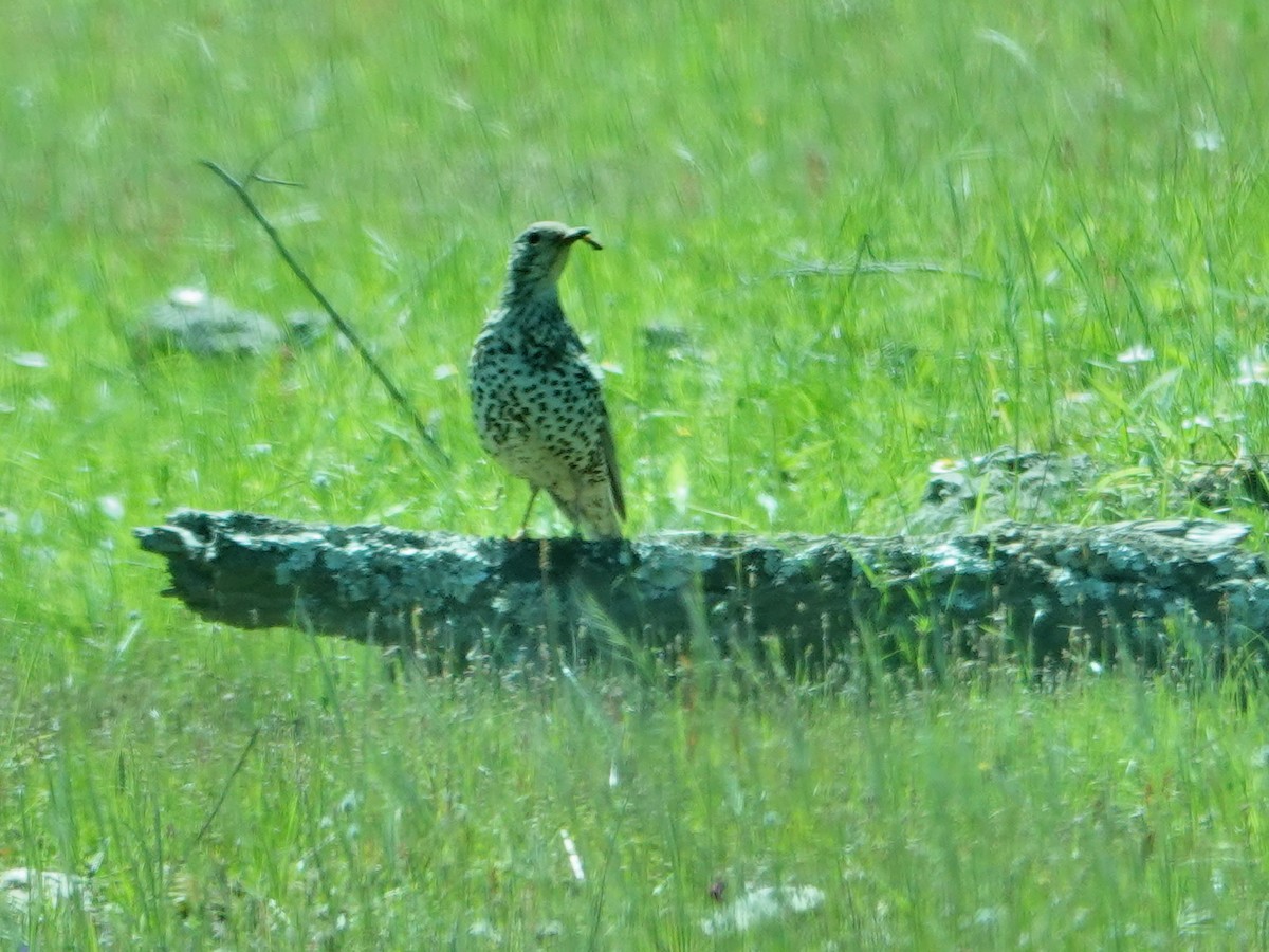 Grive draine - ML647624773