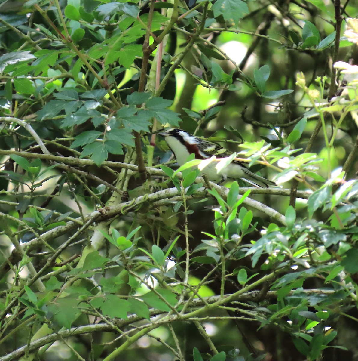 brunsideparula - ML647624780